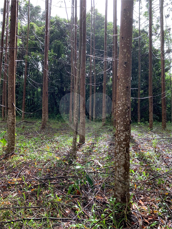 Terreno com 2 alqueires na cidade de Camanducaia - MG