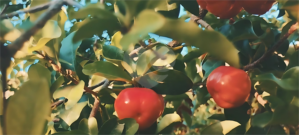 Chácara, 3 quartos, 1000 m² - Foto 8