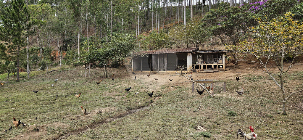 Sítio, 8 quartos, 31 hectares - Foto 53