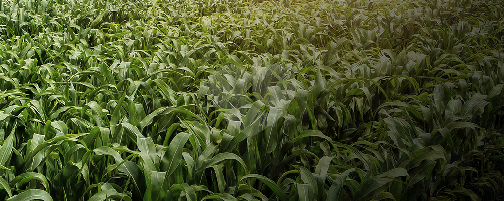 Fazenda à Venda Grande Potencial Agrícola e Ambiental no Interior de São Paulo.