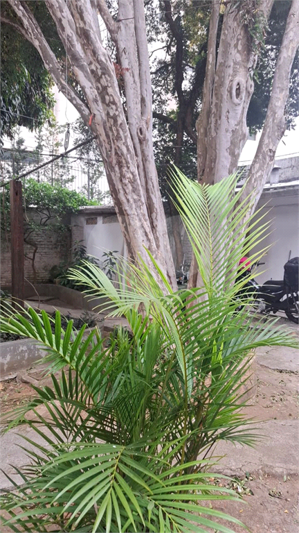 TERRENO em MIRANDÓPOLIS