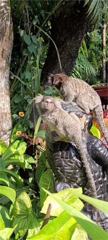 Casa SPA, 10 dormitórios, Serra da Cantareira - Mairiporã