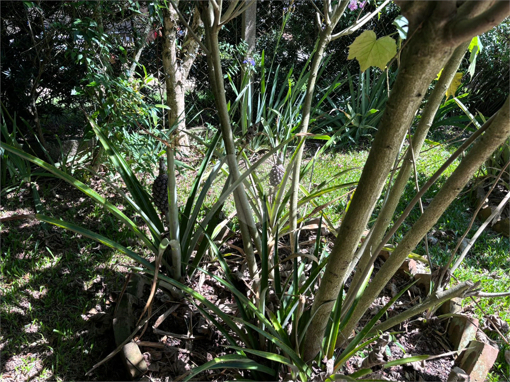 Casa, 4 quartos, 800 m² - Foto 36