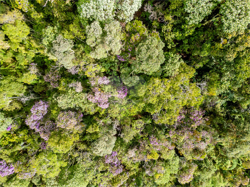 Casa de Condomínio - Campos do Jordão - 3 Quartos - Venda / Compra