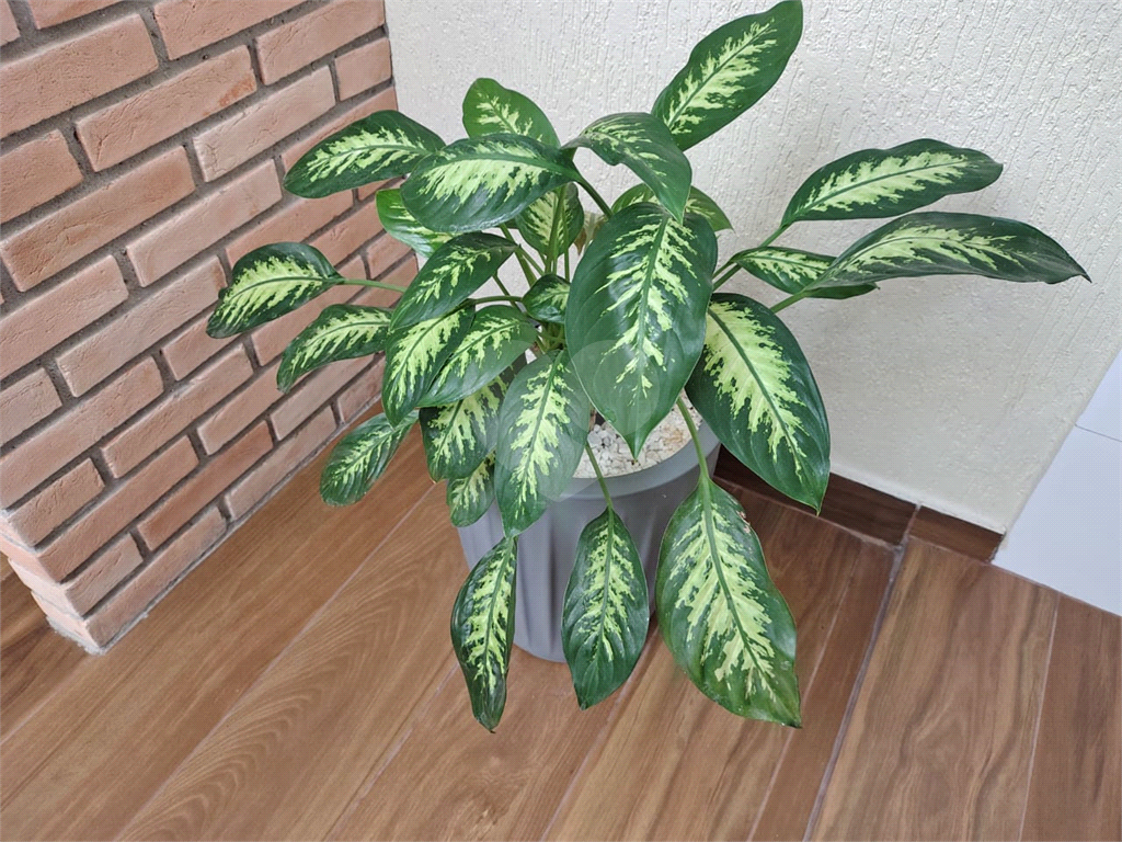 Sobrado novo à venda na Região da Vila Nova Cachoeirinha, na Vila Francos