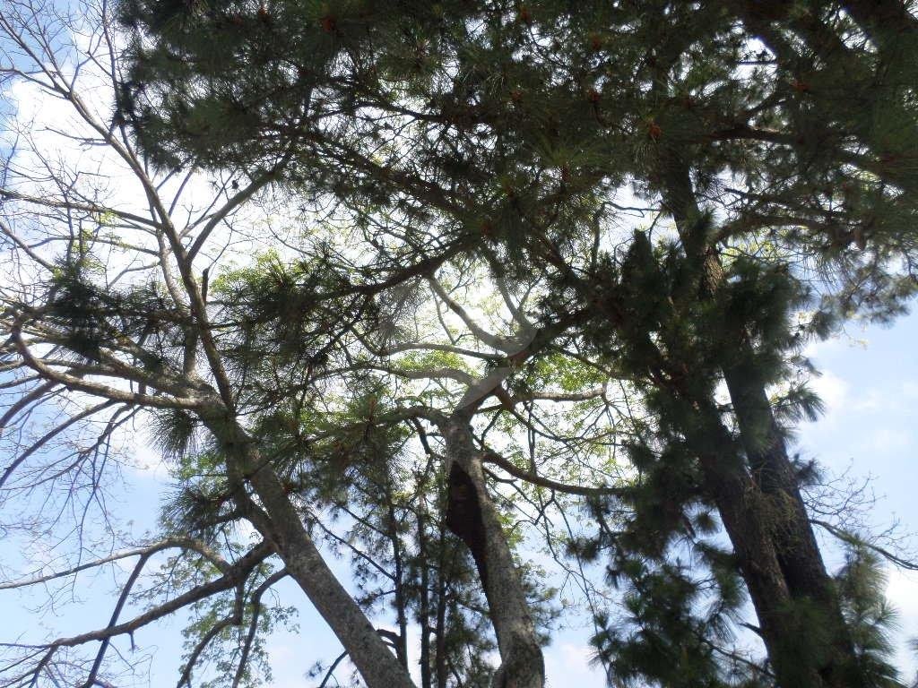 Apartamento no Horto Florestal.