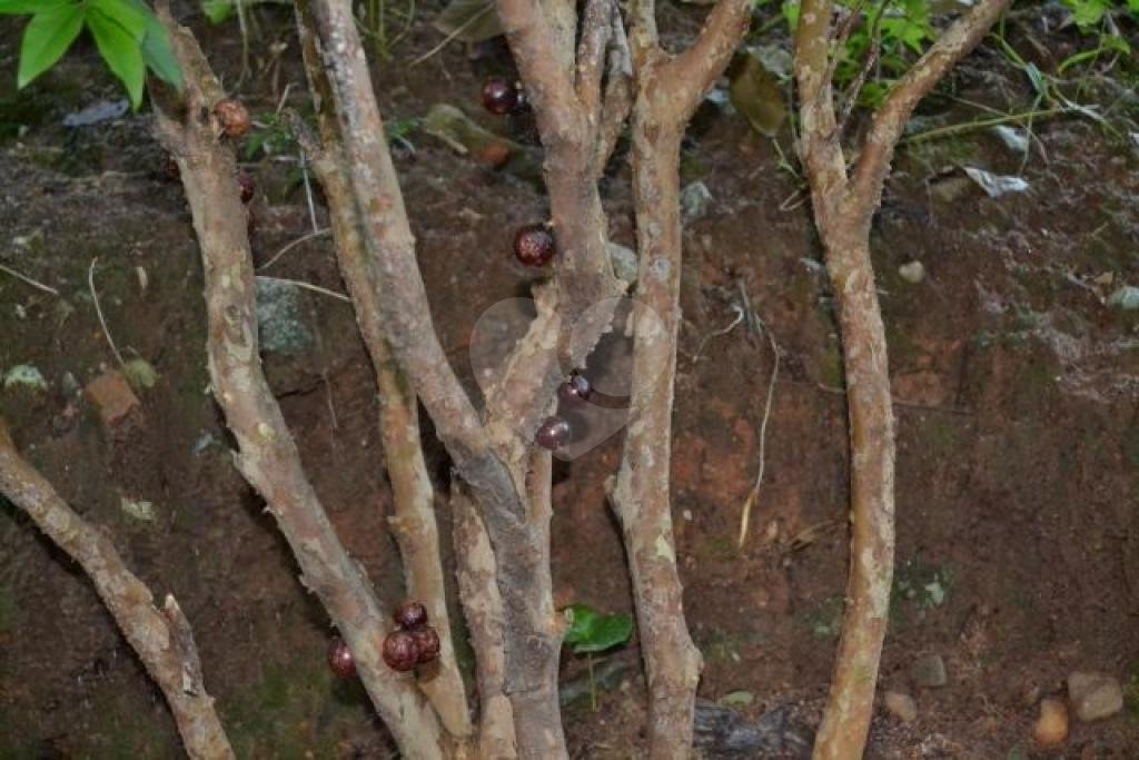 SOBRADO MARAVILHOSO A VENDA NA PARADA INGLESA - ENTRE OS METRÔS PARADA INGLESA E TUCURUVI