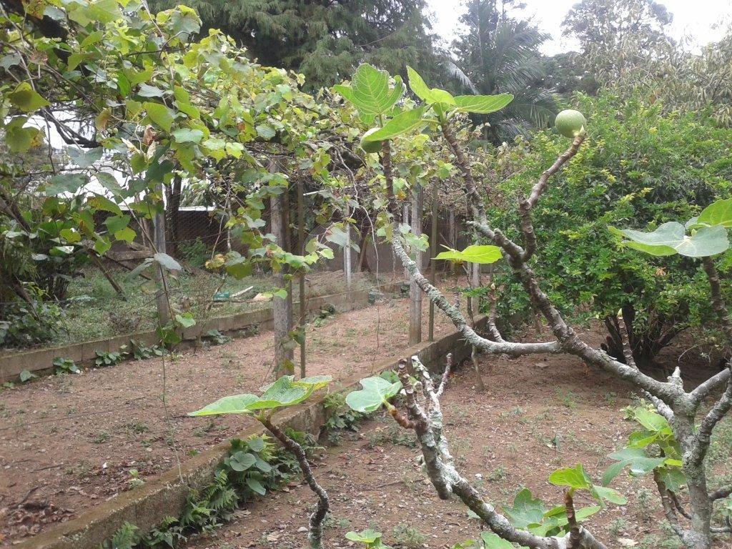  CONSTRUTOR OPORTUNIDADE ! ÁREA PARA CONDOMÍNIO DE  CASAS  ALTO PADRÃO - HORTO FLORESTAL