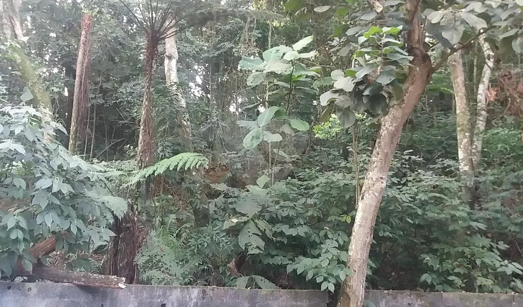 EXCELENTE OPORTUNIDADE PARA CONSTRUÇÃO DE ALTO PADRÃO