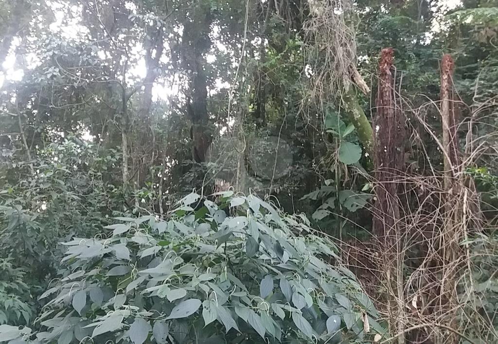EXCELENTE OPORTUNIDADE PARA CONSTRUÇÃO DE ALTO PADRÃO