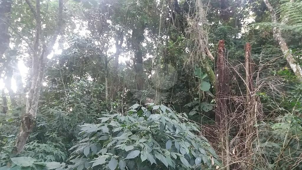 EXCELENTE OPORTUNIDADE PARA CONSTRUÇÃO DE ALTO PADRÃO