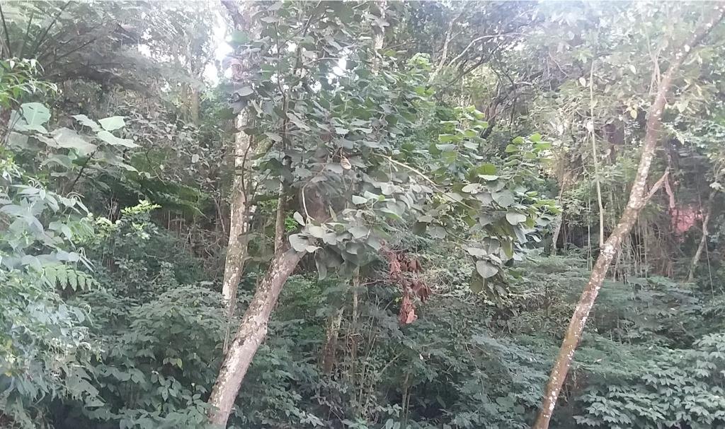 EXCELENTE OPORTUNIDADE PARA CONSTRUÇÃO DE ALTO PADRÃO