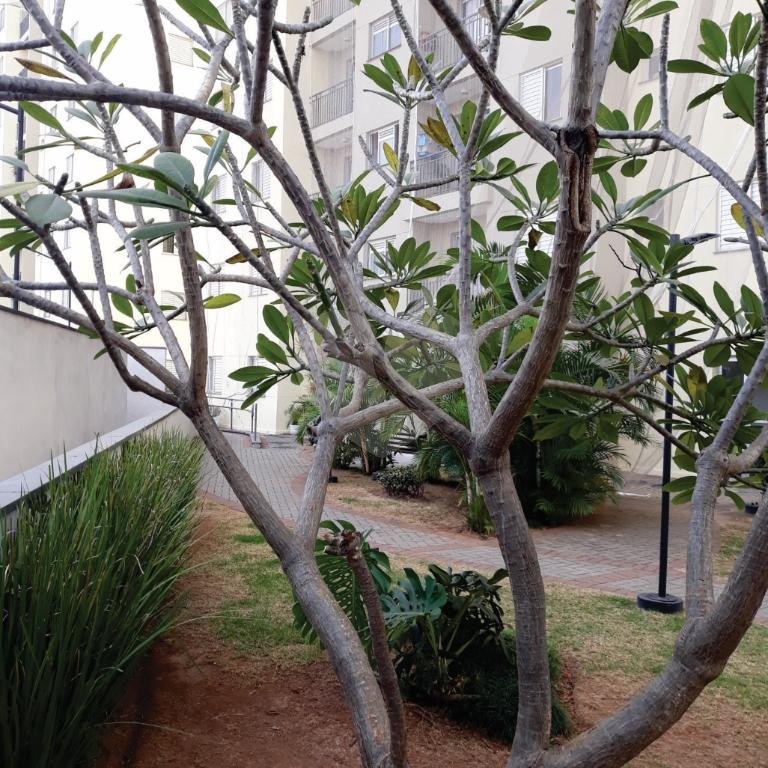 Apartamento Limão