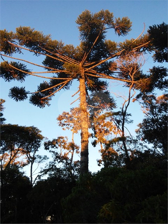 Vende Sítio/Reg. Campos do Jordão - 270.000 metros quadrados