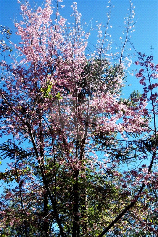 Vende Sítio/Reg. Campos do Jordão - 270.000 metros quadrados