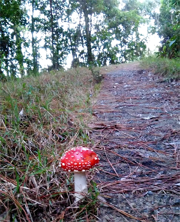 Vende Sítio/Reg. Campos do Jordão - 270.000 metros quadrados