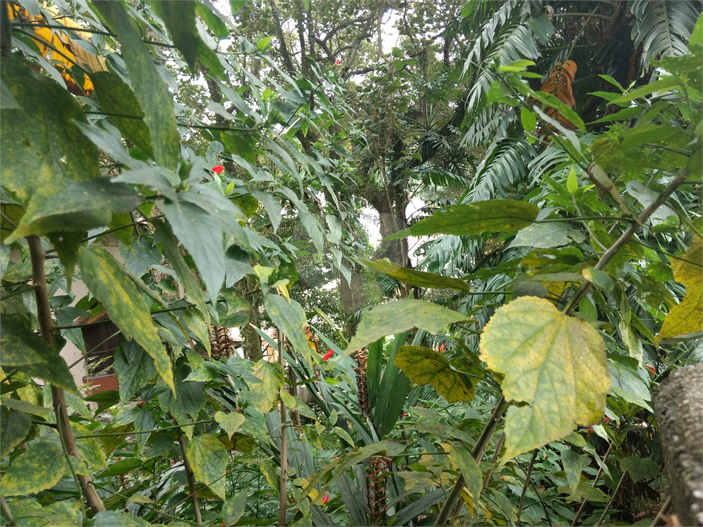 Horto Florestal 