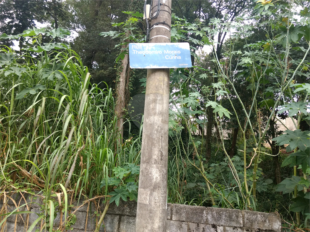 Horto Florestal 