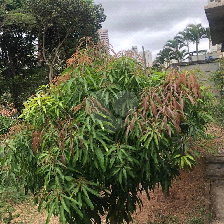 Terreno na Rua Augusto Tolle - Ótimo para investidores