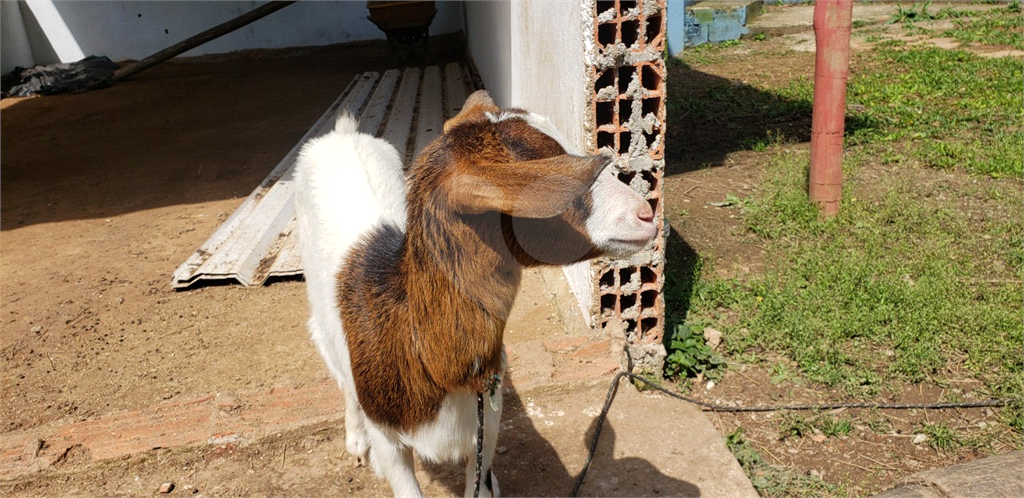 Fazenda à venda com 4 quartos, 350m² - Foto 20