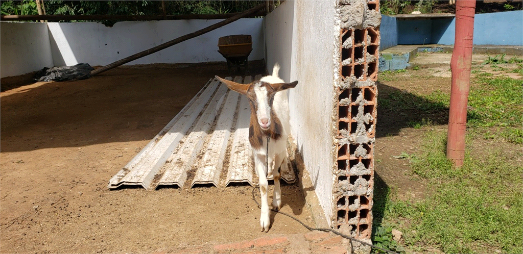 Fazenda à venda com 4 quartos, 350m² - Foto 19