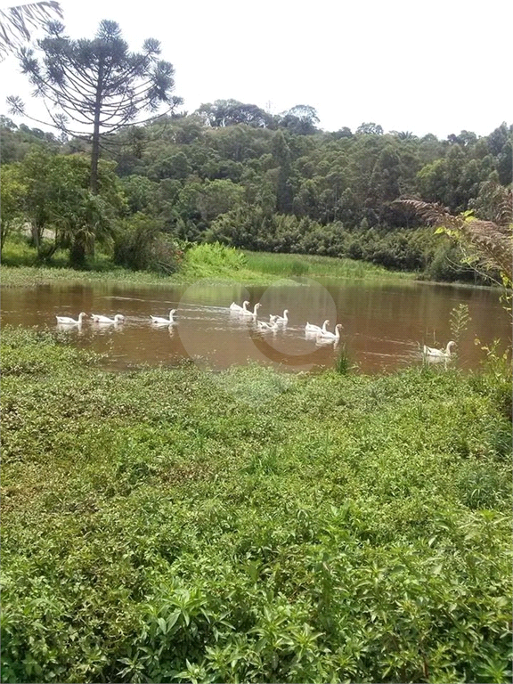 SÍTIO em TURVO