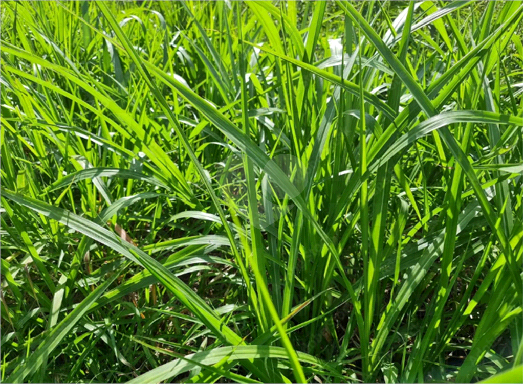 Comercial e ou Residencial