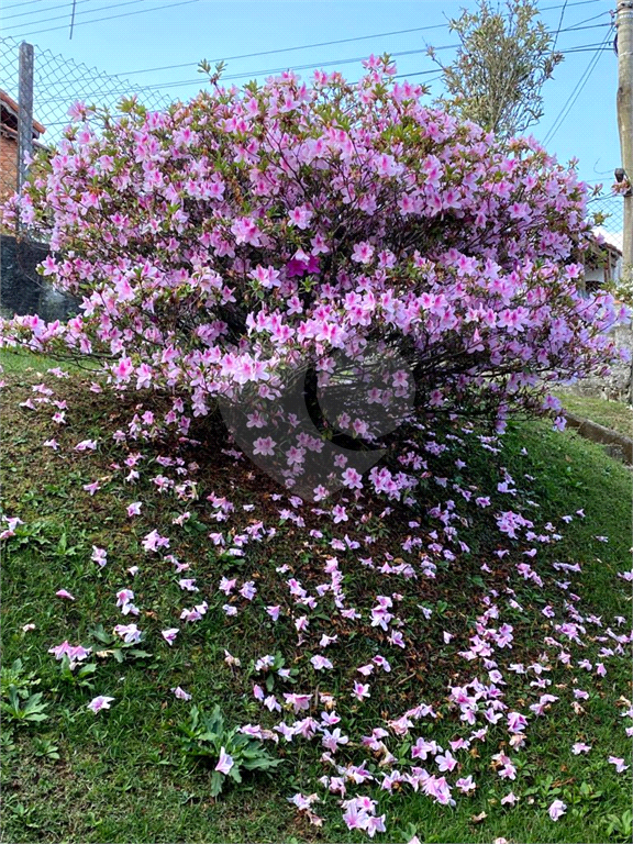 SÍTIO em SANTA ISABEL