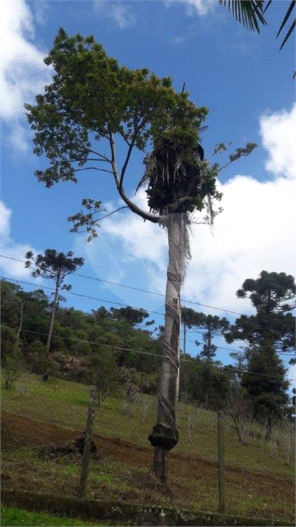 >>>SUA CHANCE DE TER SEU SÍTIO EM JUQUITIBA<<<