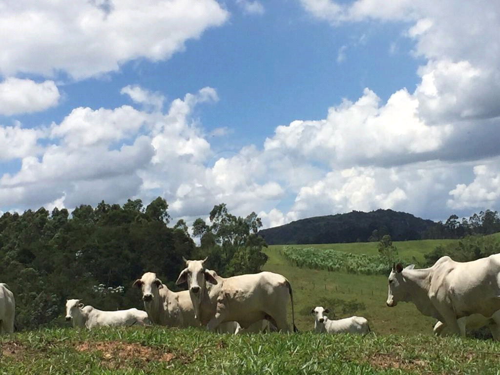 Fazenda, 110 hectares - Foto 2