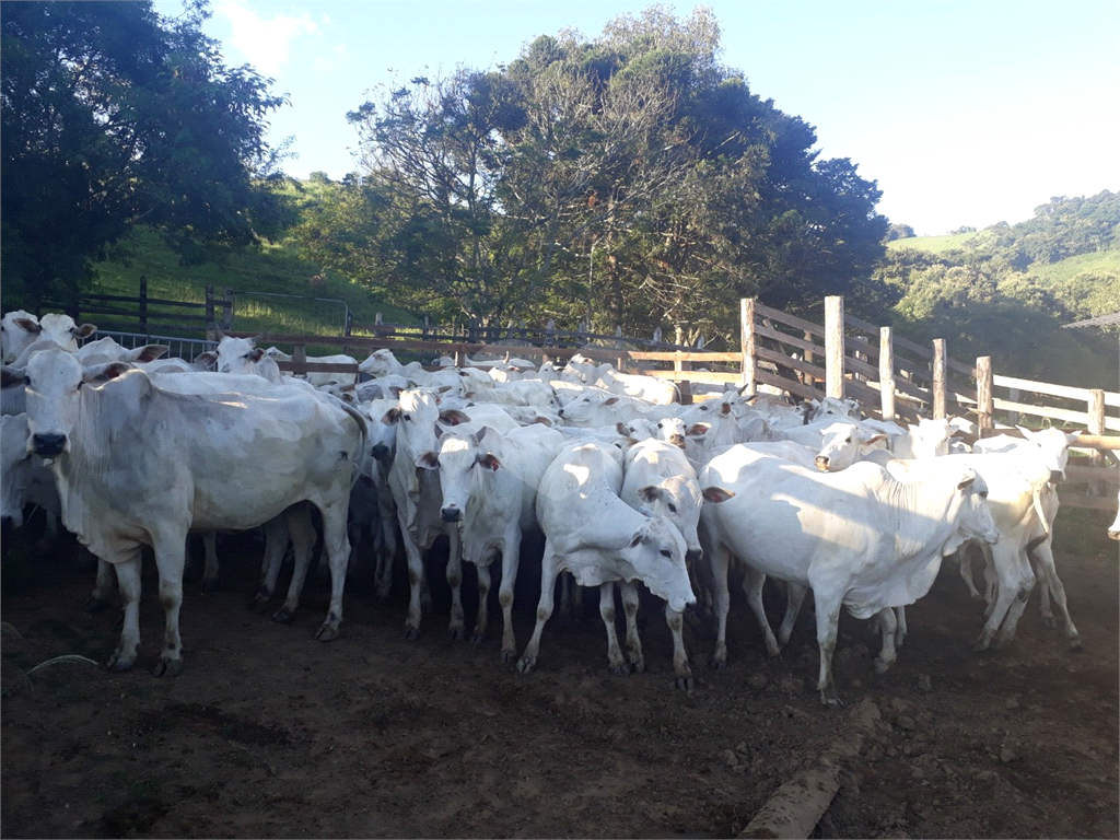 Fazenda, 110 hectares - Foto 4