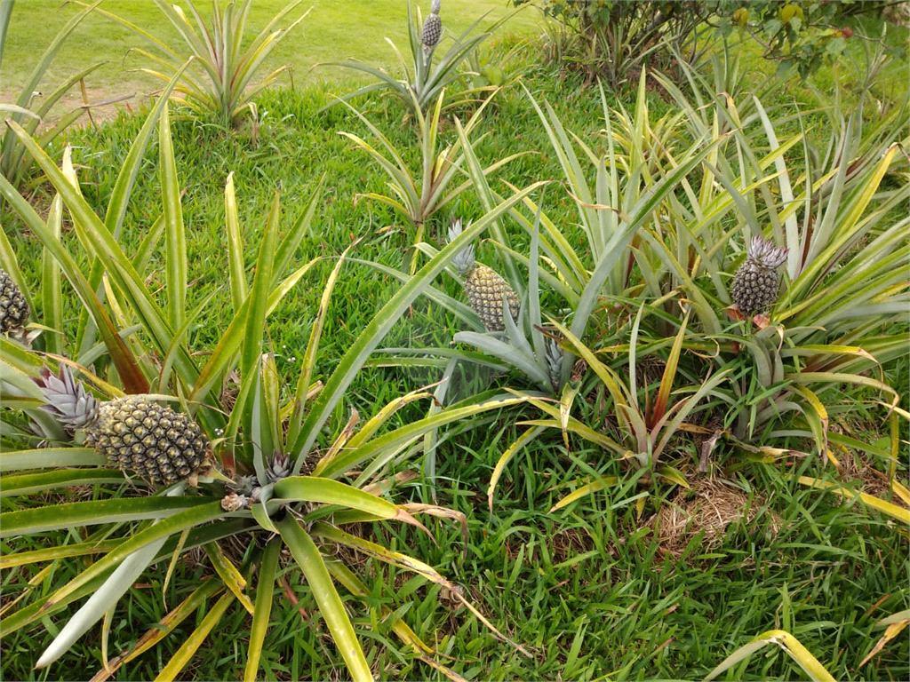 Fazenda à venda com 3 quartos, 100m² - Foto 6