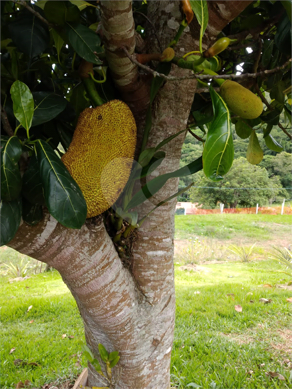 Fazenda à venda com 3 quartos, 100m² - Foto 10