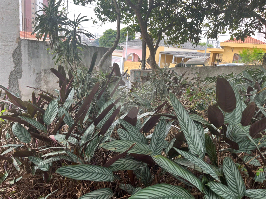 TERRENO em VILA GUILHERME