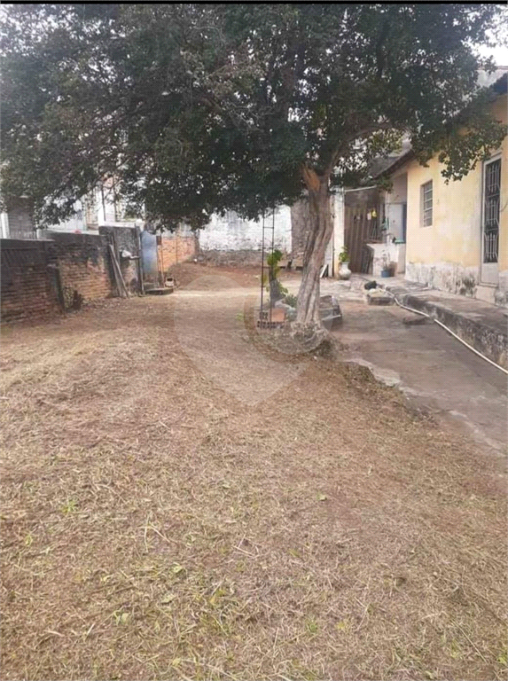 TERRENO em LIMÃO