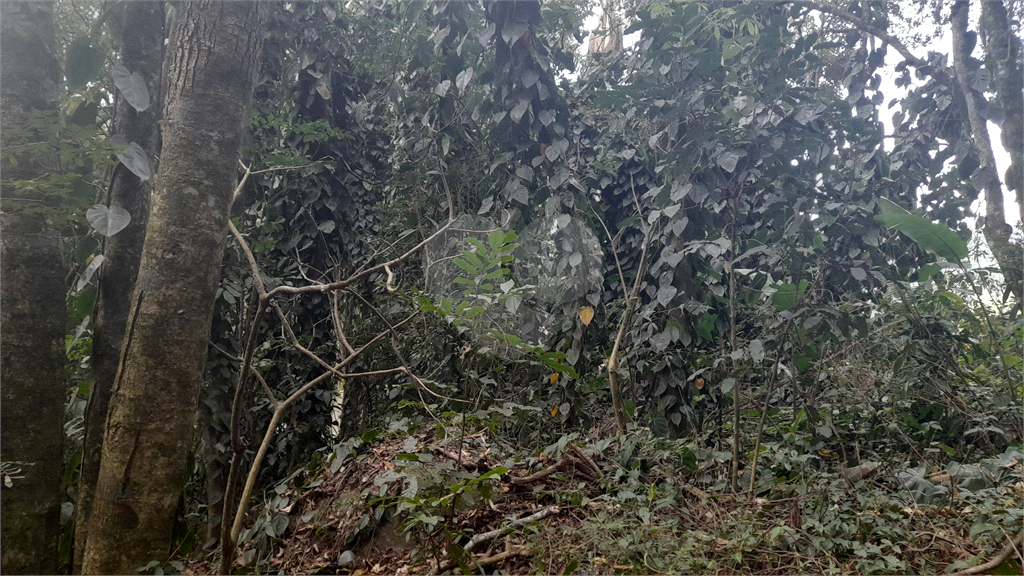 Terreno Rural - Parque Petrópolis