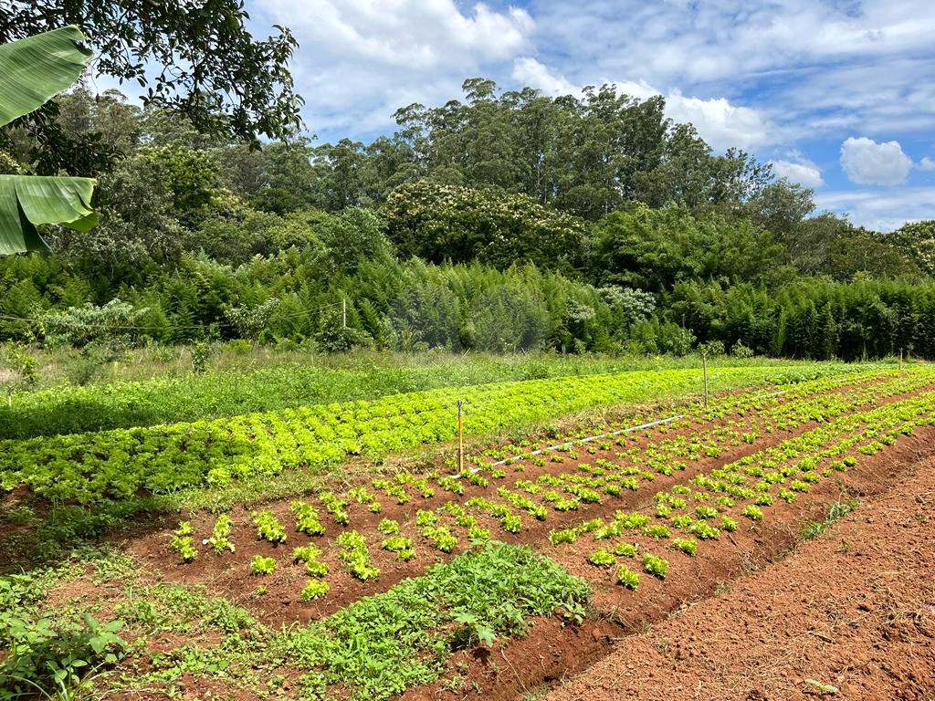 Terreno à venda, 10000m² - Foto 7