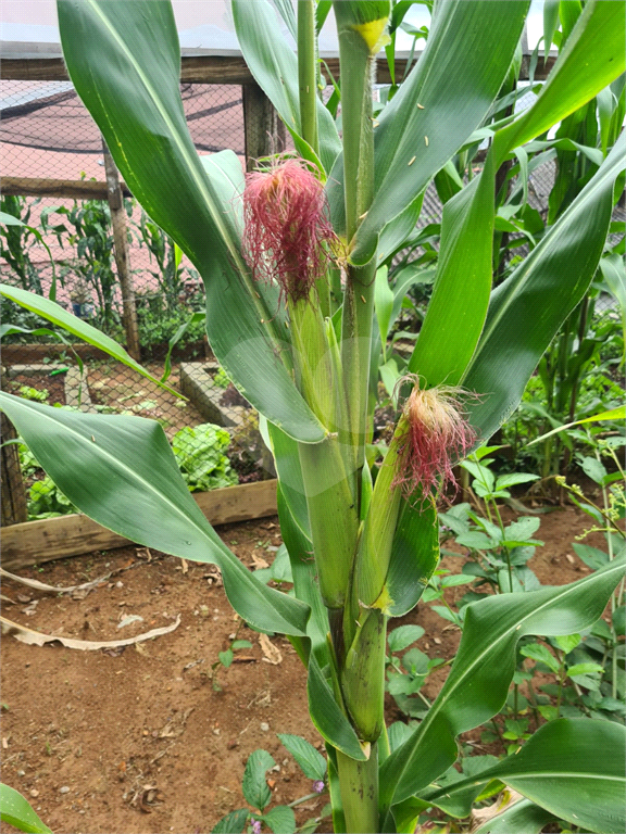 terreno serra  cantareira