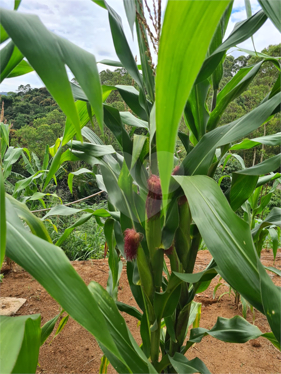 terreno serra  cantareira