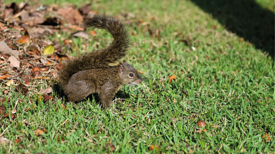 Quinta Da Primavera Bragança Paulista Condomínio Quinta Da Baroneza Ii REM22657 40