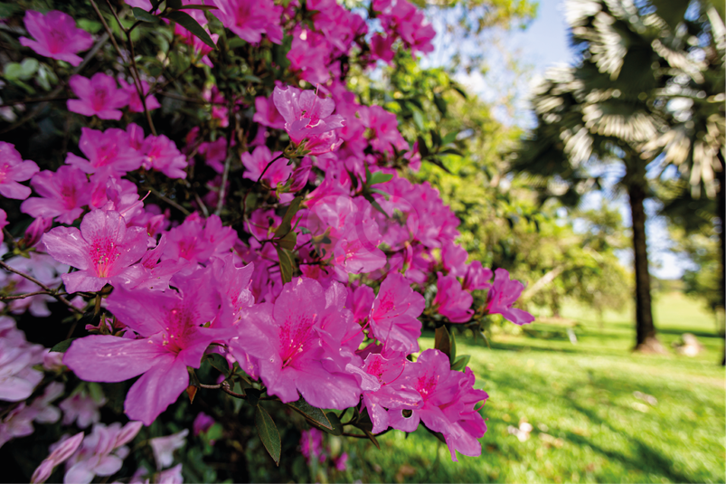 Quinta Da Primavera Bragança Paulista Condomínio Quinta Da Baroneza Ii REM22657 41