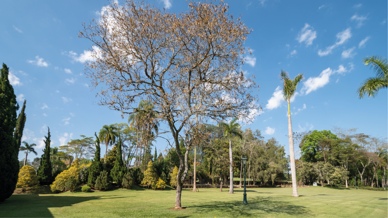 Quinta Da Primavera Bragança Paulista Condomínio Quinta Da Baroneza Ii REM22657 42