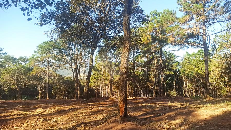 Fazenda Elisa - Fase 3 Atibaia Parque Fernão Dias REM23686 10