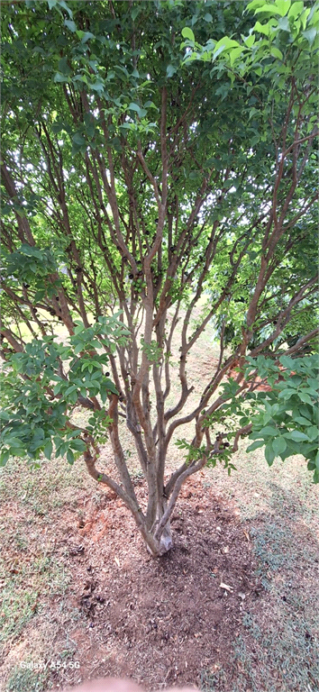 Venda Condomínio Sorocaba Jardim Itanguá REO1001642 12