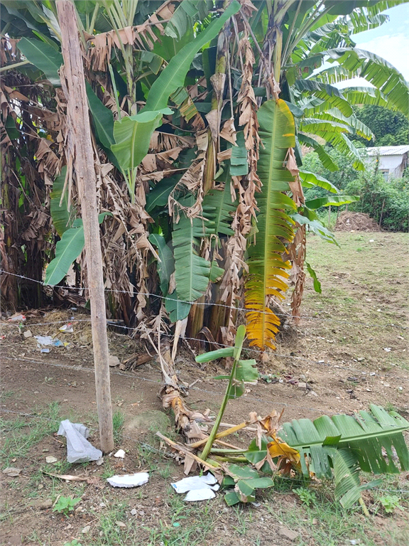 Venda Terreno Rio De Janeiro Santíssimo REO1018961 8