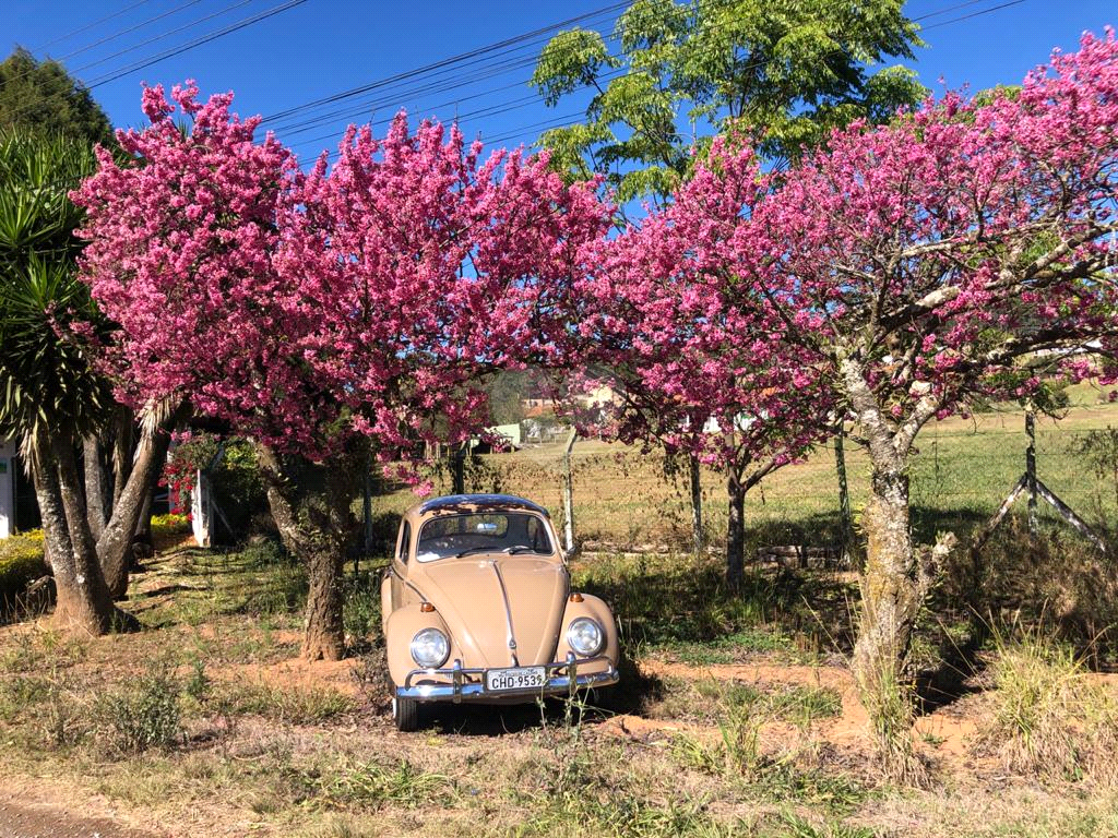 Venda Chácara Poços De Caldas Bortolan Sul REO1025214 13