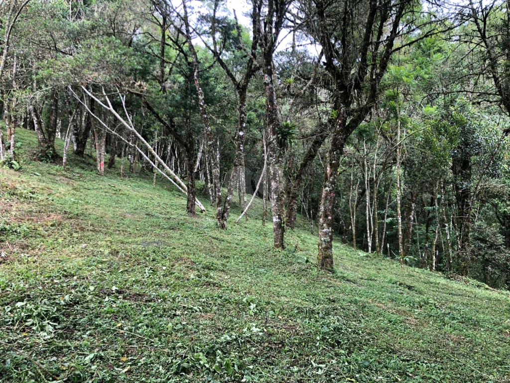 Venda Terreno Campos Do Jordão Vila Inglesa REO1026431 14