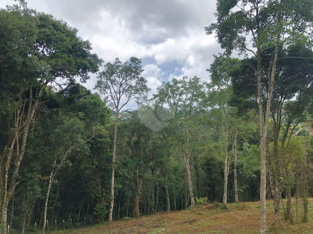 Venda Terreno Campos Do Jordão Vila Inglesa REO1026431 9