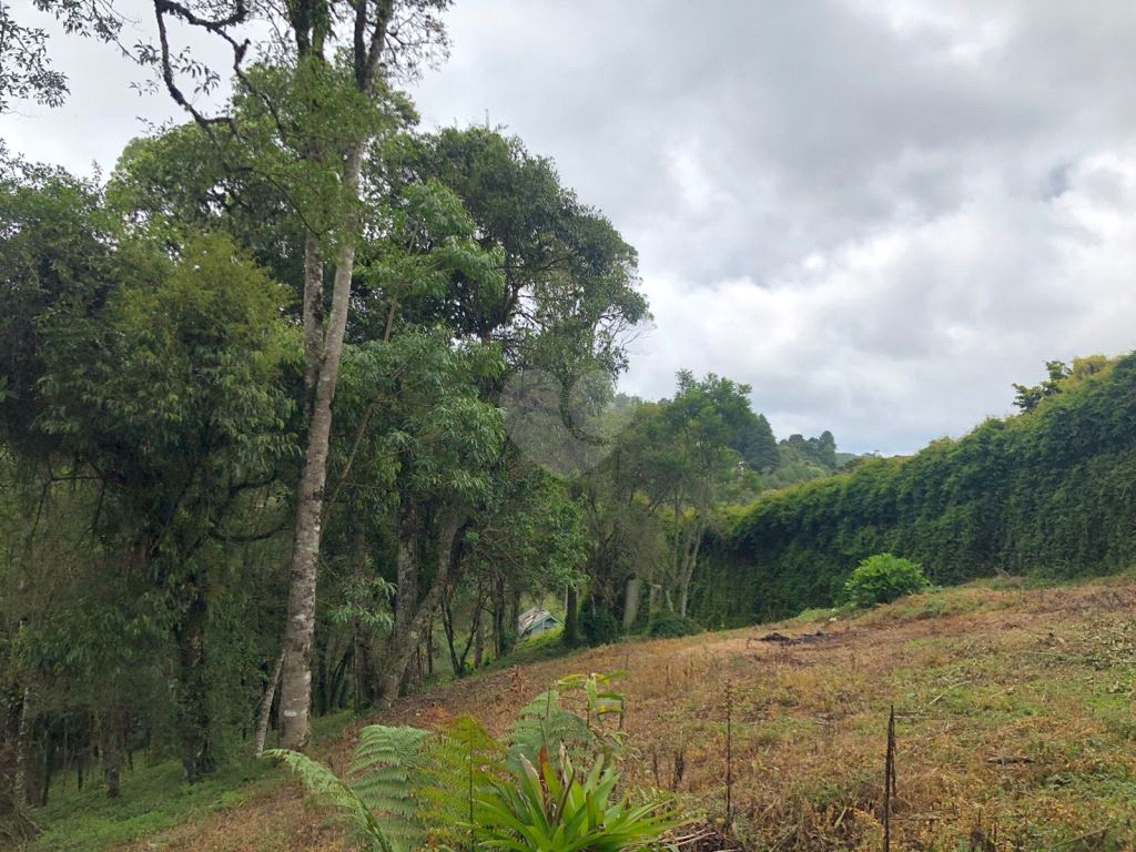 Venda Terreno Campos Do Jordão Vila Inglesa REO1026431 12