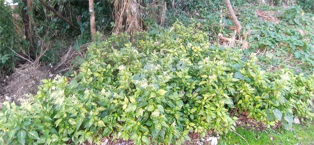 Venda Condomínio Mairiporã Caraguatá REO1031002 17